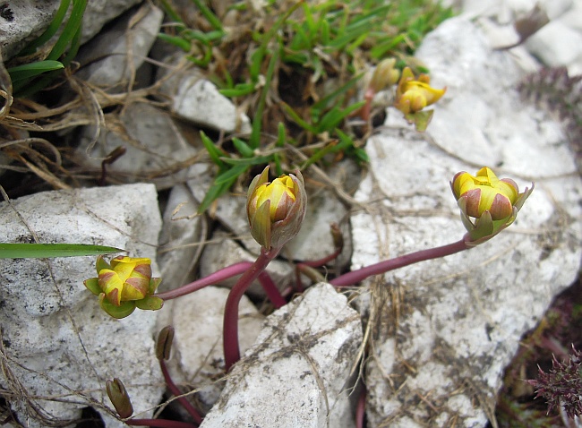 Ranunculus brevifolius /  Ranuncolo a foglie brevi