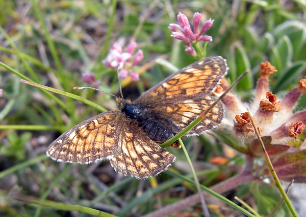 Melitaea