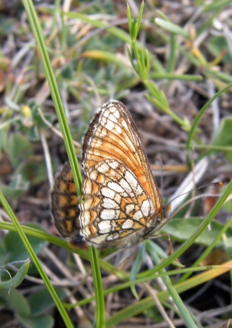 Melitaea