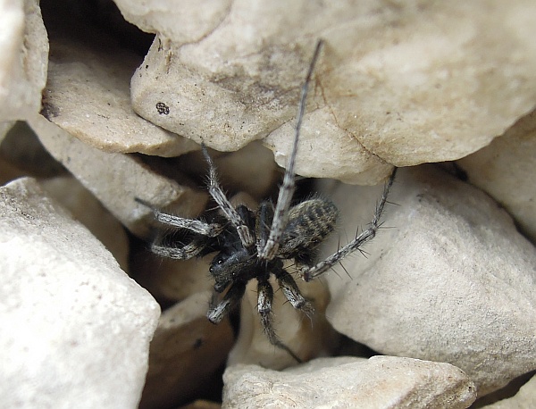 Pardosa saturatior