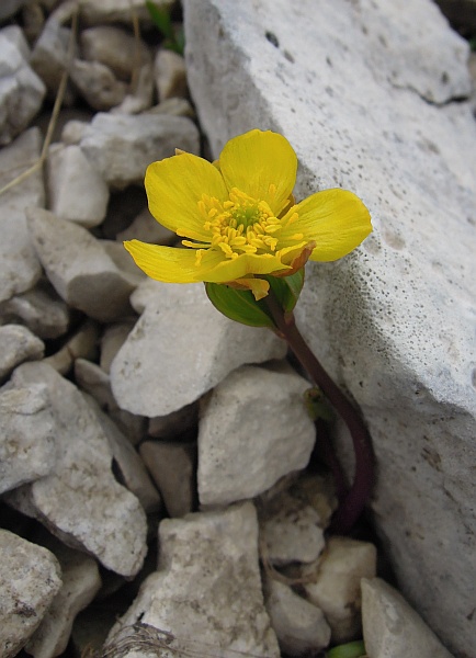 Ranunculus brevifolius /  Ranuncolo a foglie brevi