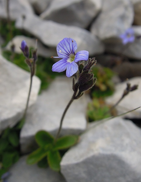 Veronica aphylla / Veronica minore