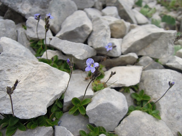 Veronica aphylla / Veronica minore