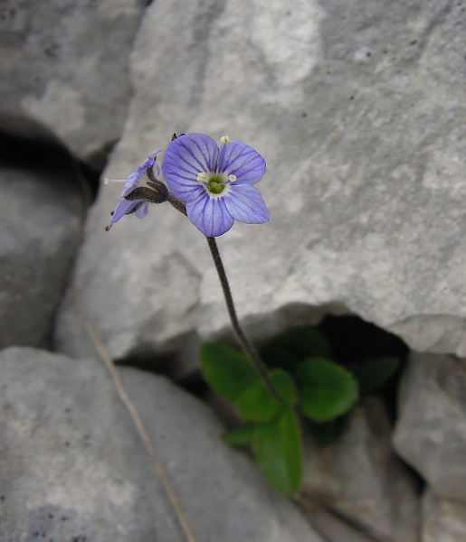 Veronica aphylla / Veronica minore