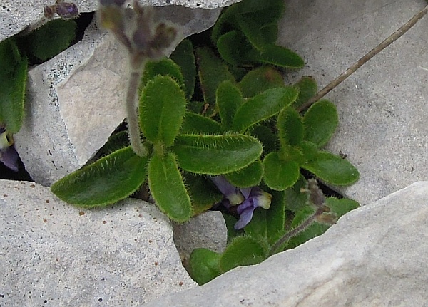 Veronica aphylla / Veronica minore