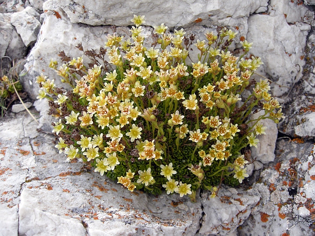 Saxifraga exarata subsp. ampullacea