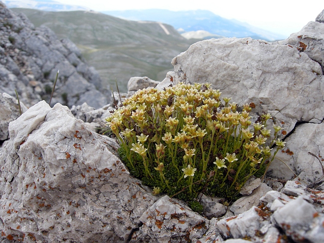 Saxifraga exarata subsp. ampullacea