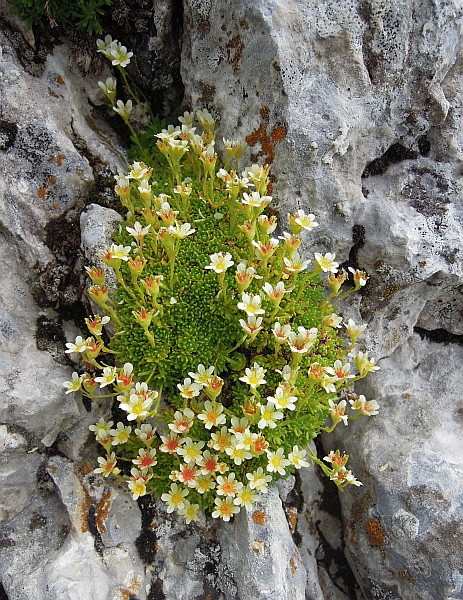 Saxifraga exarata subsp. ampullacea / Sassifraga solcata