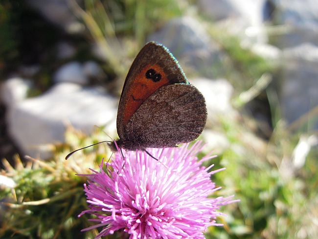 Erebia .....