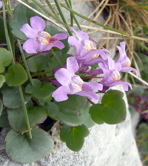 Cymbalaria pallida / Ciombolino abruzzese