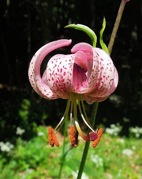 Lilium martagon / Giglio martagone