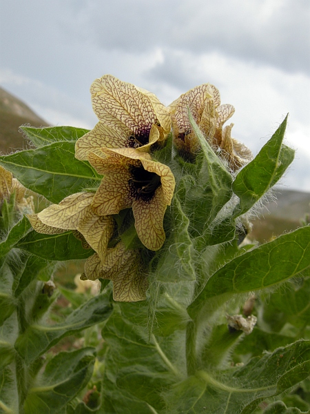 Hyoscyamus niger / Giusquiamo nero