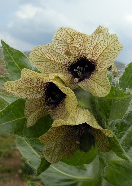 Hyoscyamus niger / Giusquiamo nero