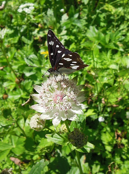 Limenitis reducta