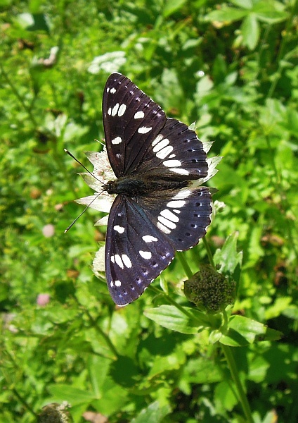 Limenitis reducta