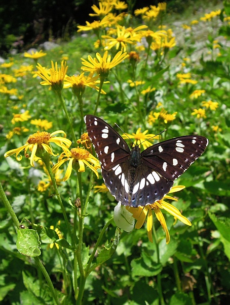 Limenitis reducta