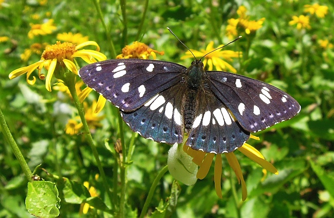 Limenitis reducta