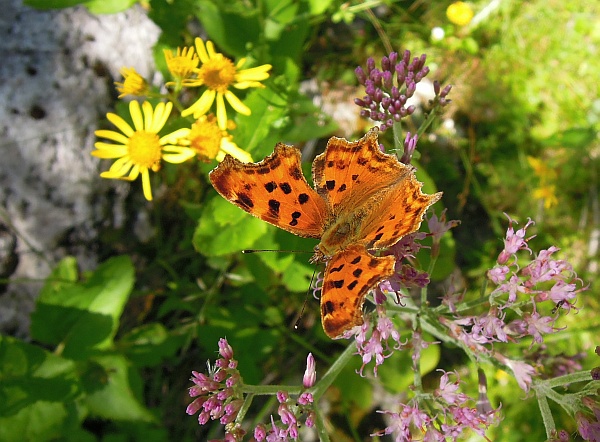 Polygonia c-album?