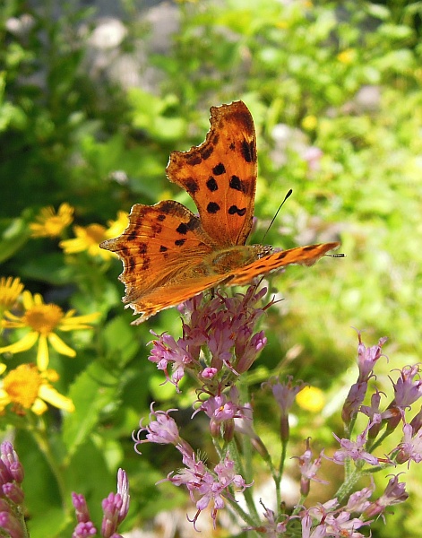 Polygonia c-album?