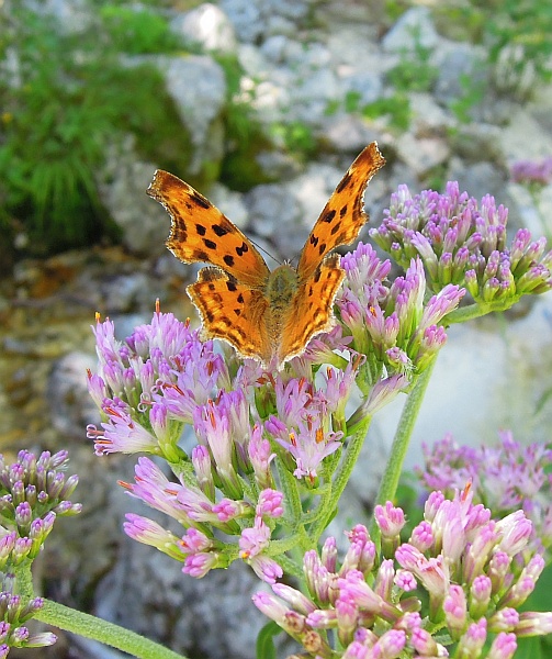 Polygonia c-album?