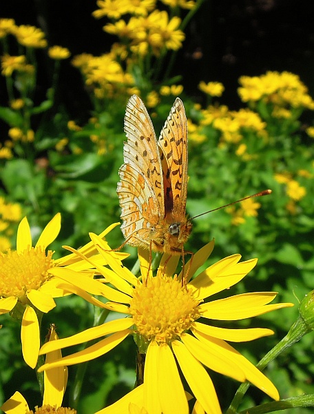 Clossiana euphrosyne?