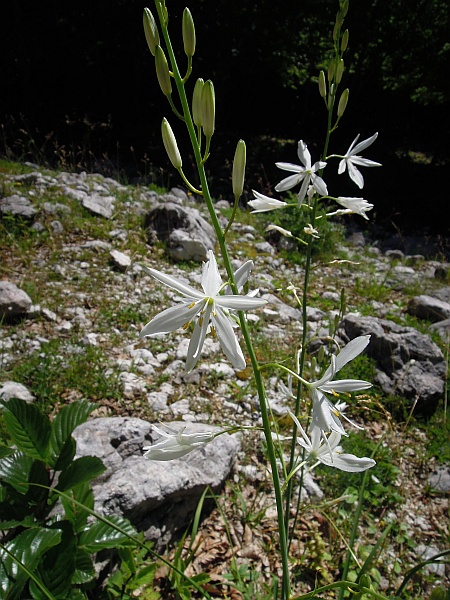 Liliacea - Anthericum liliago.