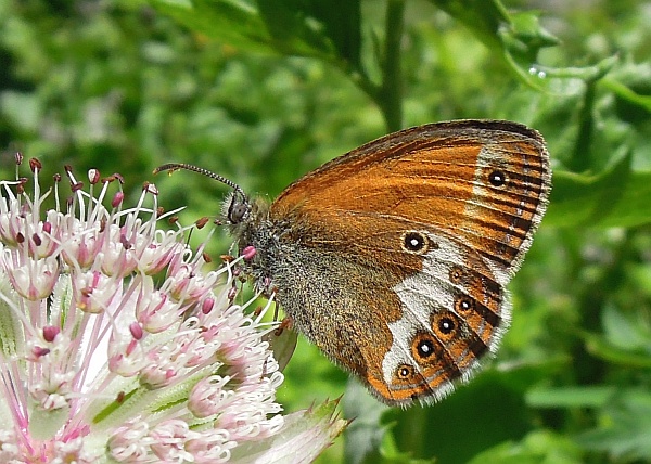 Coenonympha arcania?