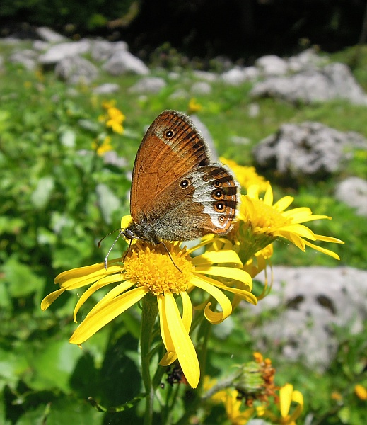 Coenonympha arcania?