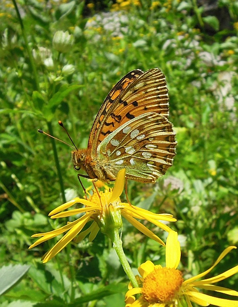 argynnis aglaja?