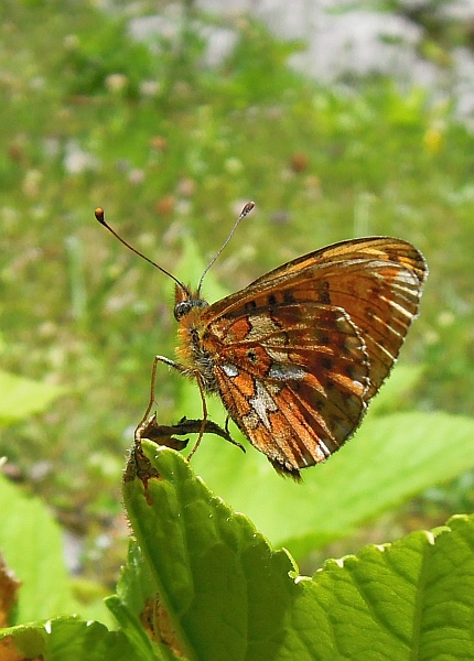 Clossiana euphrosyne?