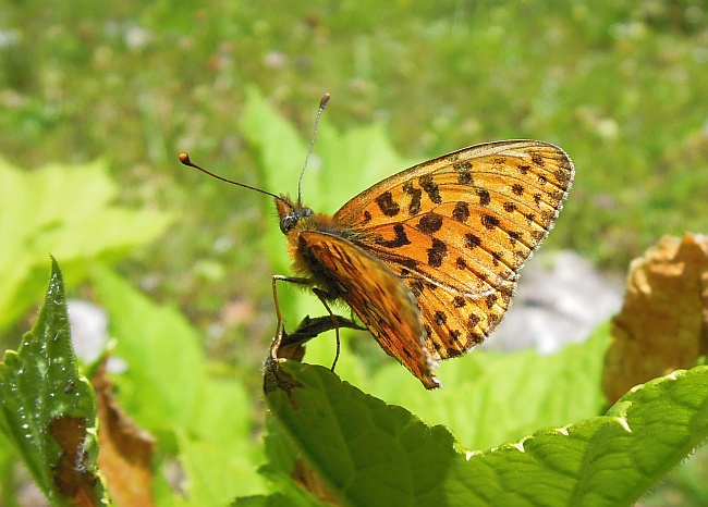 Clossiana euphrosyne?