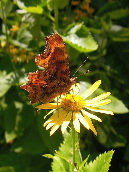 Polygonia c-album?