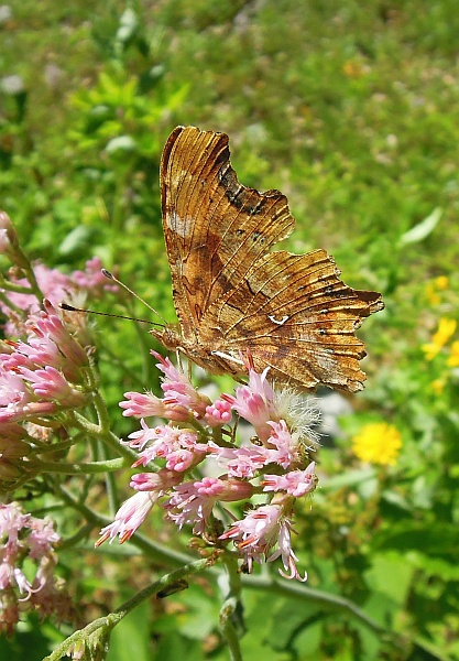 Polygonia c-album?