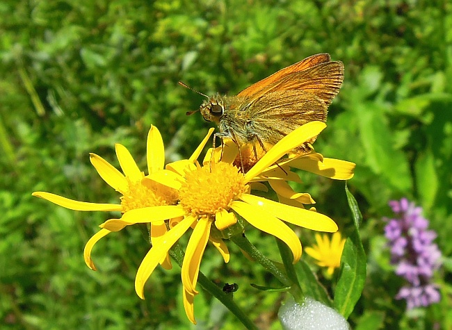 Thymelicus lineola?