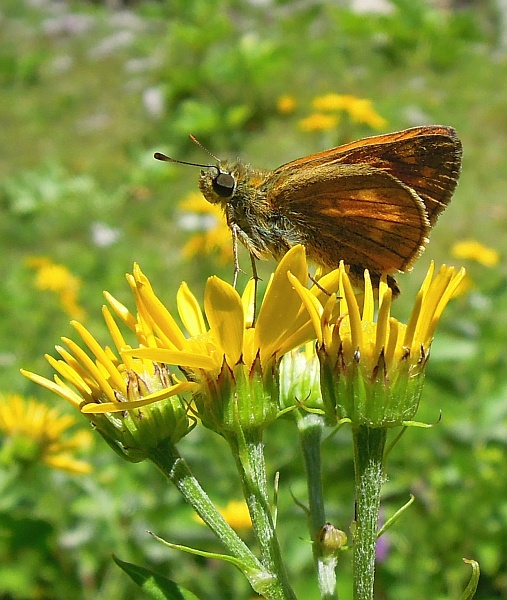 Thymelicus lineola?