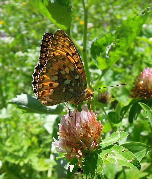 argynnis aglaja?