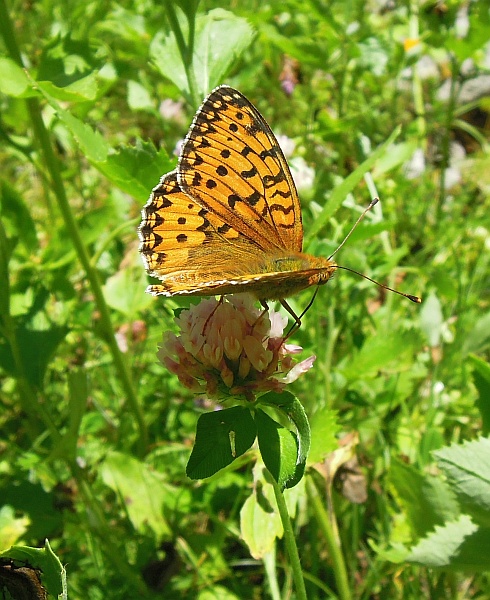 argynnis aglaja?