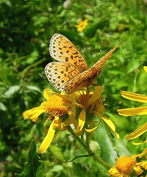 Clossiana euphrosyne?