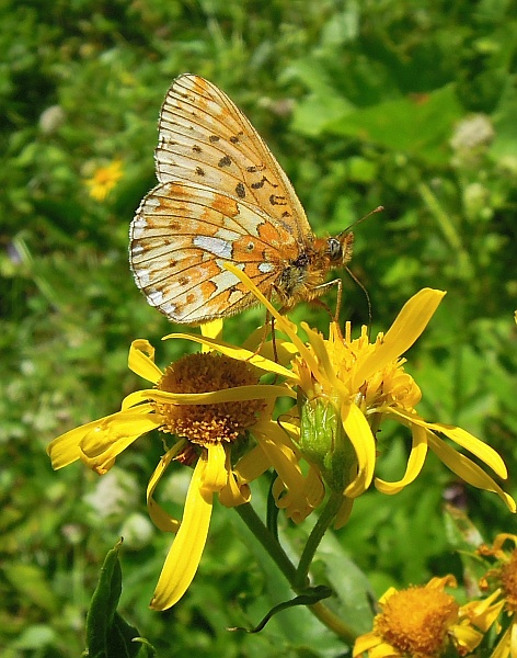 Clossiana euphrosyne?