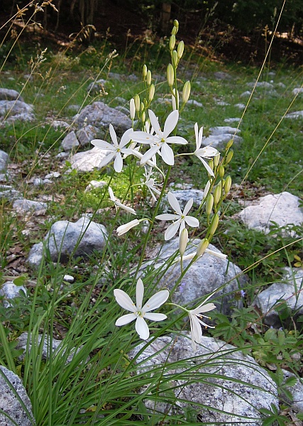 Liliacea - Anthericum liliago.