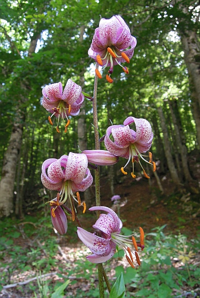 Lilium martagon / Giglio martagone