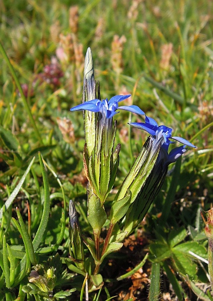 Gentiana nivalis