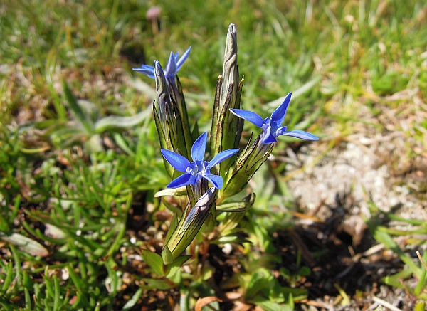 Gentiana nivalis