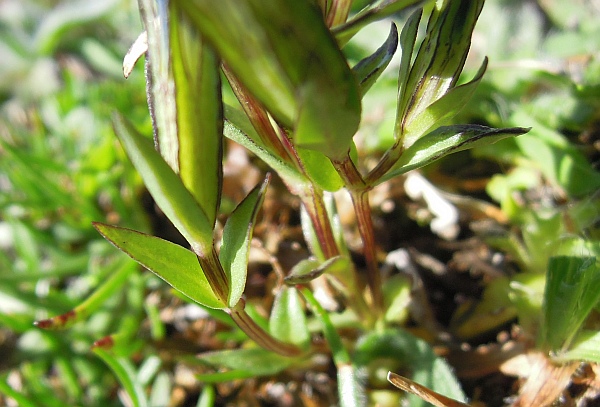 Gentiana nivalis