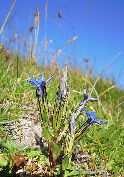 Gentiana nivalis