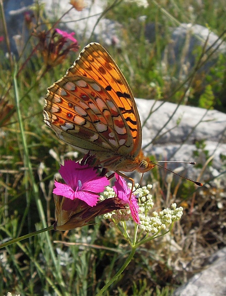 Argynnis niobe?