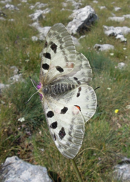 Parnassius apollo