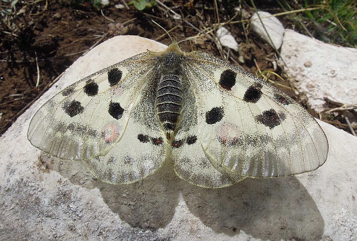 Parnassius apollo