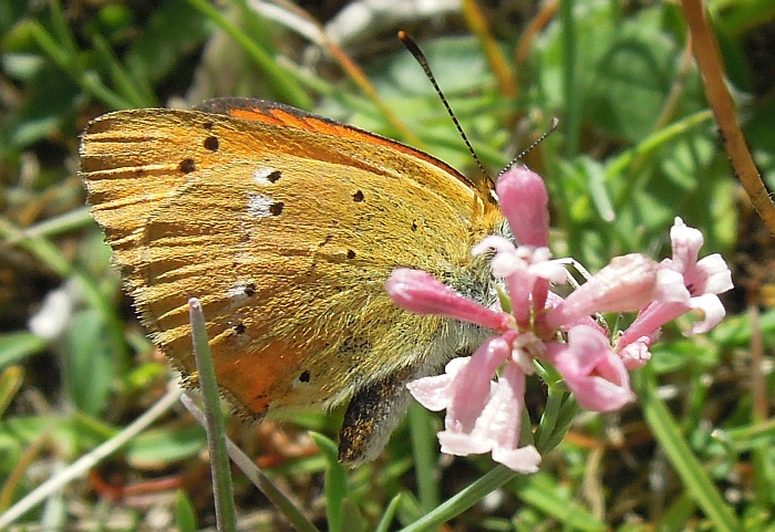 Lycaena (heodes) virgaureae: maschio e femmina