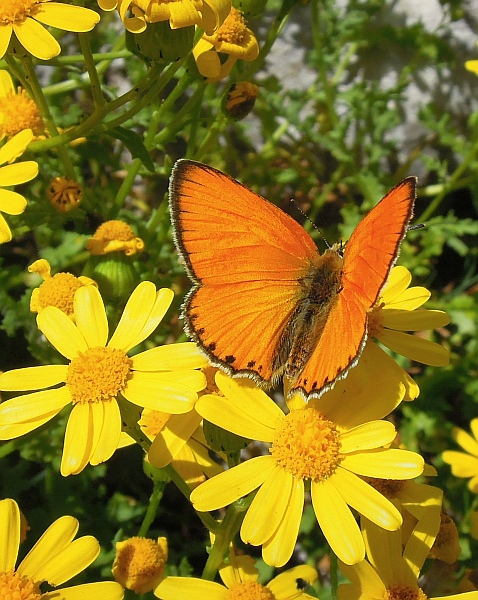 Lycaena (heodes) virgaureae: maschio e femmina